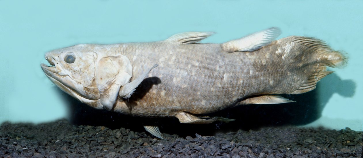 Pravěk: kopie coelacanthe empaille (Latimeria chalumnae). od Prehistoric Prehistoric