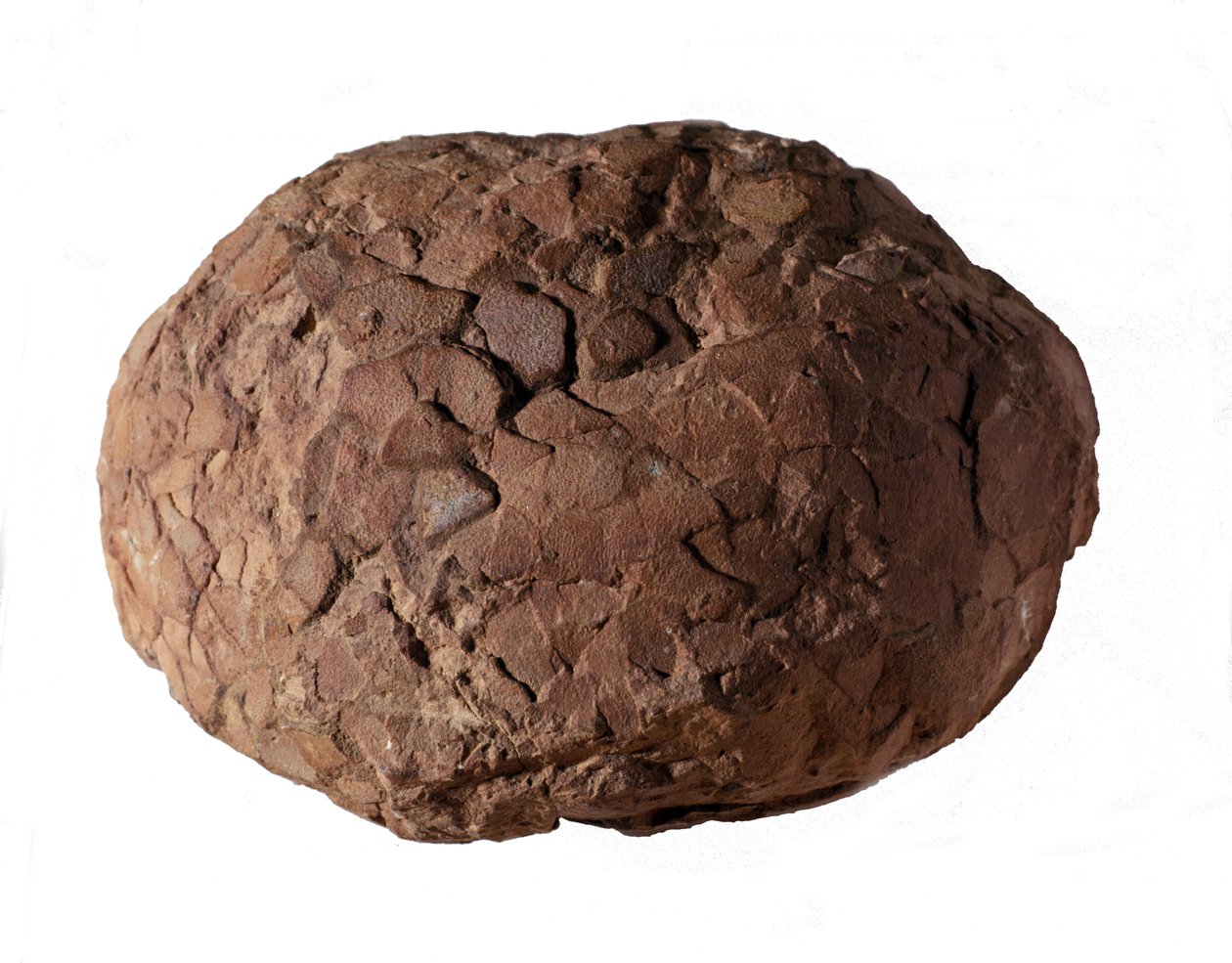 Prehistorie: dinosauří vejce nalezená v Provence. Druhohorní období, období jury. od Prehistoric Prehistoric