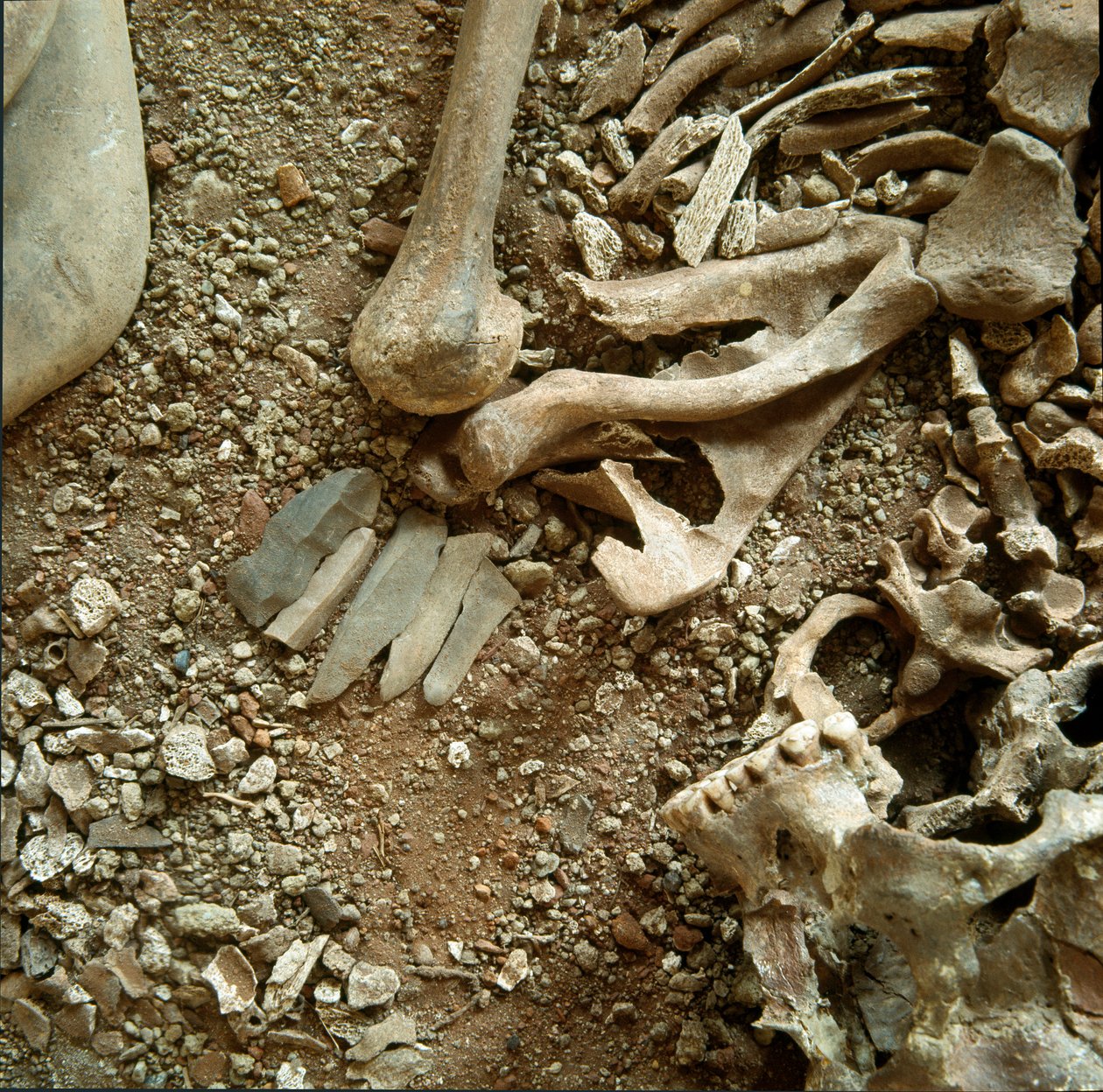 Pravěk: dvojitá hrobka dospělých a dětí. Detailní pohled na pohřební kalhoty z jeskyně Candid Arene (Finale Liguria), Ligurie. Mesolithic, 7000-6000 BC. Genes, museo di archeologia ligure od Prehistoric Prehistoric