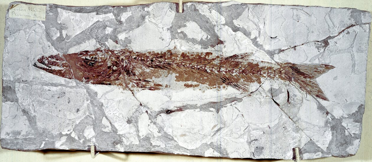 Prehistorie: fosilie ryb Sphyraena Bolcensis z naleziště Mount Bolca (Itálie). Eocénní období. Občanské muzeum přírodní historie, Milán od Prehistoric Prehistoric