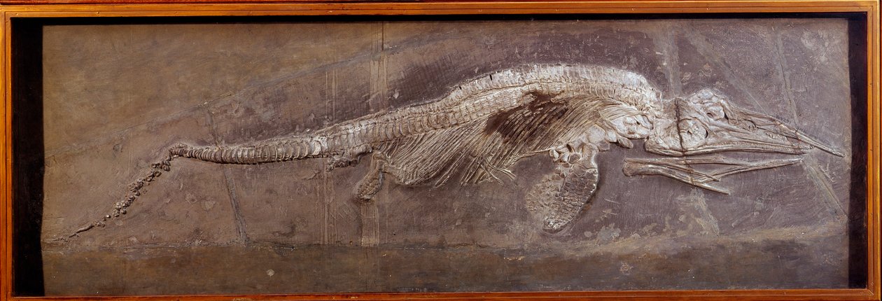 Pravěk: fosílie Pareiasaudora, prehistorické zvíře, Paříž, přírodovědné muzeum od Prehistoric Prehistoric