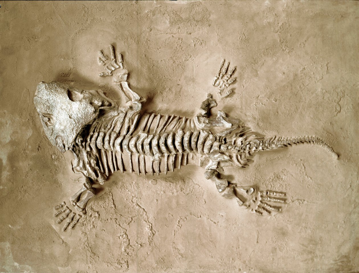 Prehistorie: fosilie obojživelného plaza Seymouria Biolorensis z Texasu ve Spojených státech. Permské období. Občanské muzeum přírodní historie, Milán od Prehistoric Prehistoric