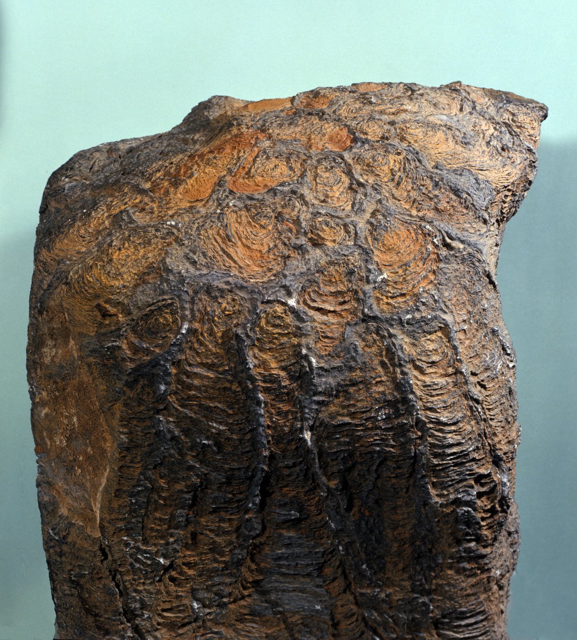 Prehistorie: fosílie stromatolitu (nebo stromatolitu), mořská hornina, archeozoická éra. nalezený v Mauritánii. od Prehistoric Prehistoric