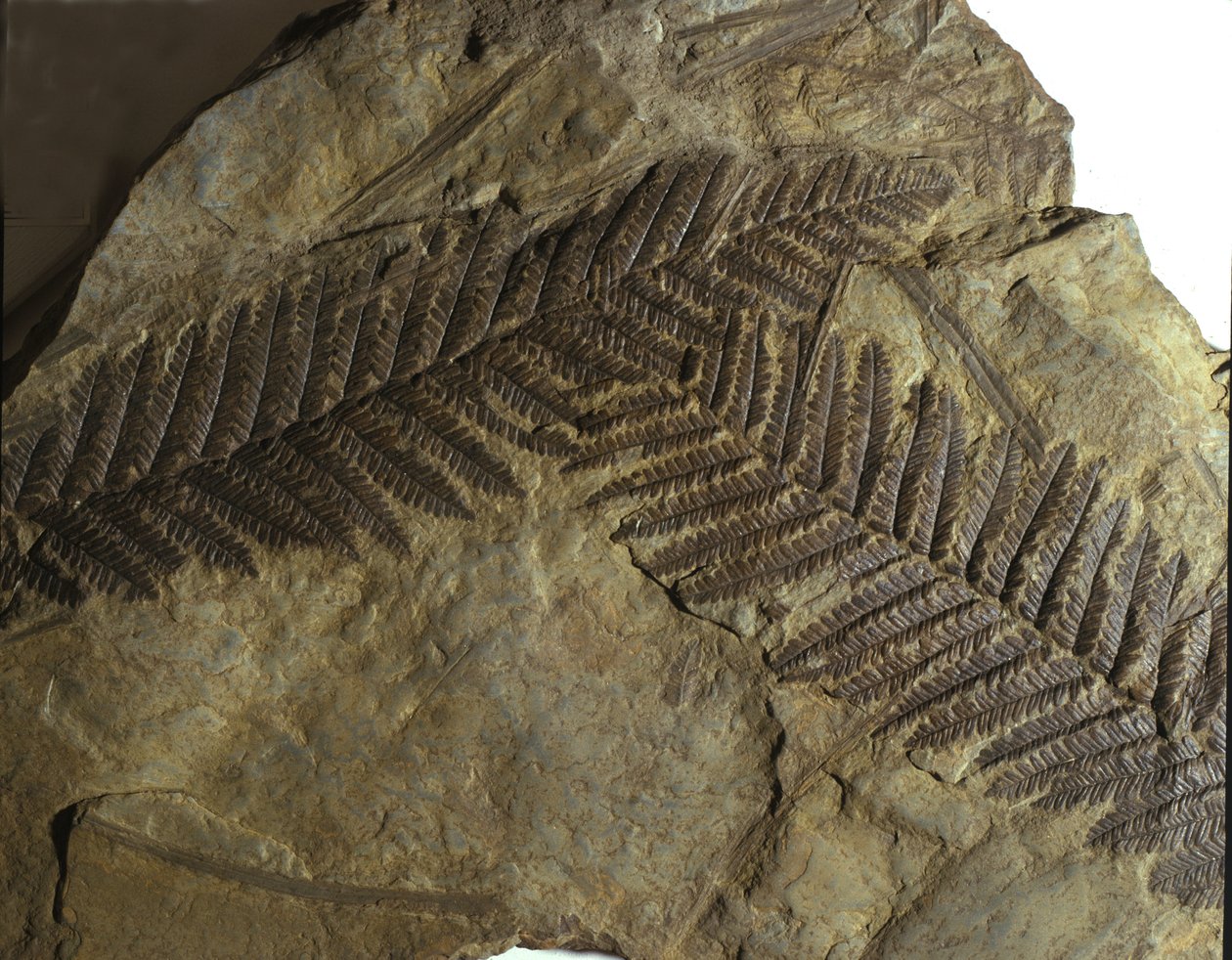 Prehistorie: fosilie neuropteris z čeledi kapradinových. Éra paleozoika, období karbonu. nálezy v rakouském Villachu od Prehistoric Prehistoric
