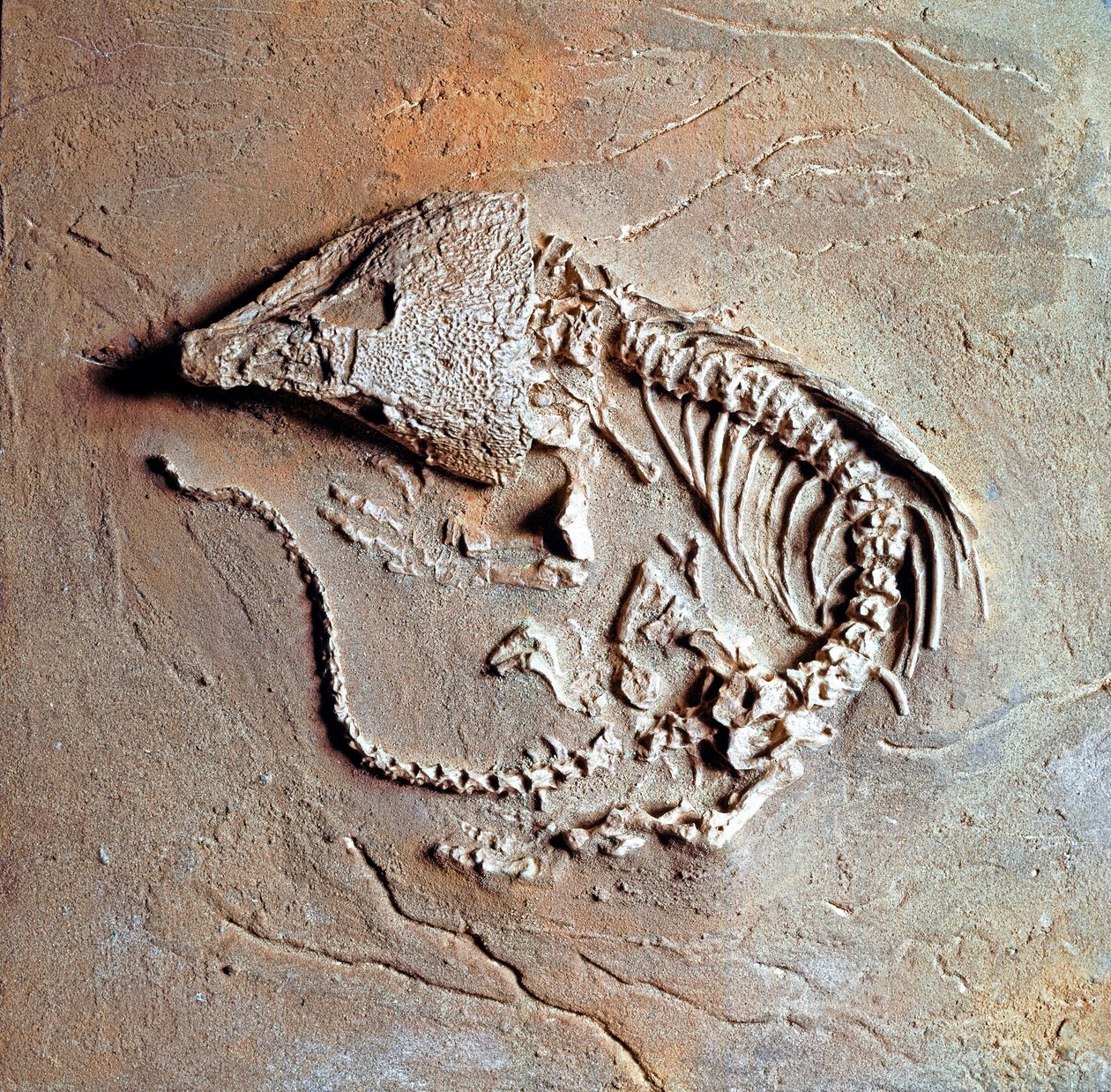 Závěsný od Prehistoric Prehistoric