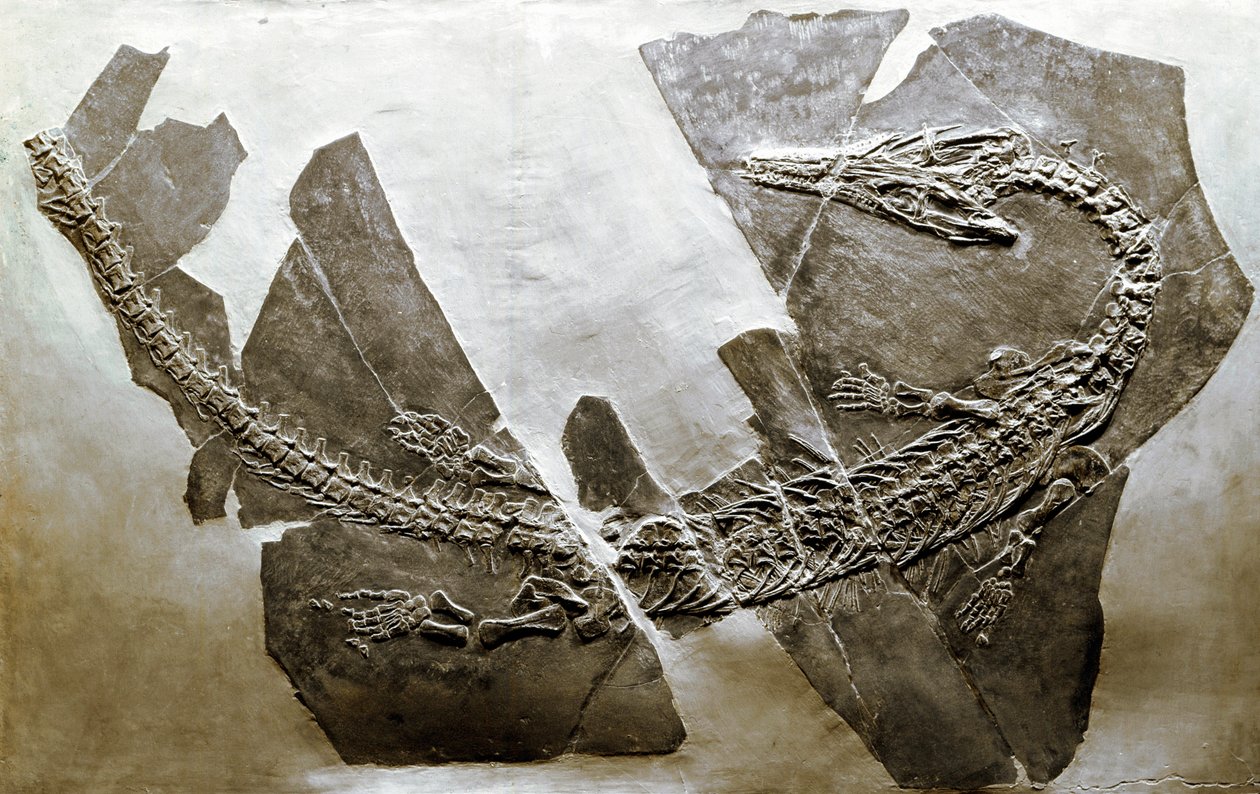 Pravěk: fosilie vodního plaza Askeptosaurus italicus z Besana (Itálie). Období středního triasu. Museo Civilo di Storia naturale, Milán od Prehistoric Prehistoric