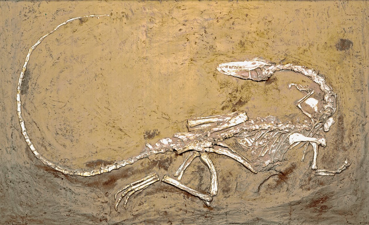 Prehistorie: fosilie dinosaura Coelophysis. Období svrchního triasu. Museo Civilo di Storia naturale, Milán od Prehistoric Prehistoric