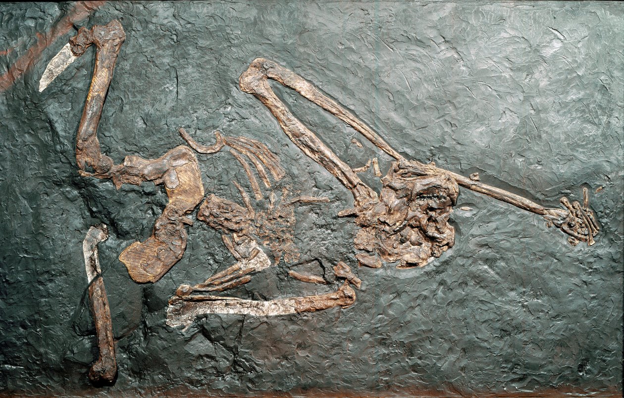 Prehistorie: fosilie velkého primáta Oreopitheque (Oreopithecus bambolii) z hory Bamboli (Grosseto). Miocénní éra. Občanské muzeum přírodní historie, Milán od Prehistoric Prehistoric