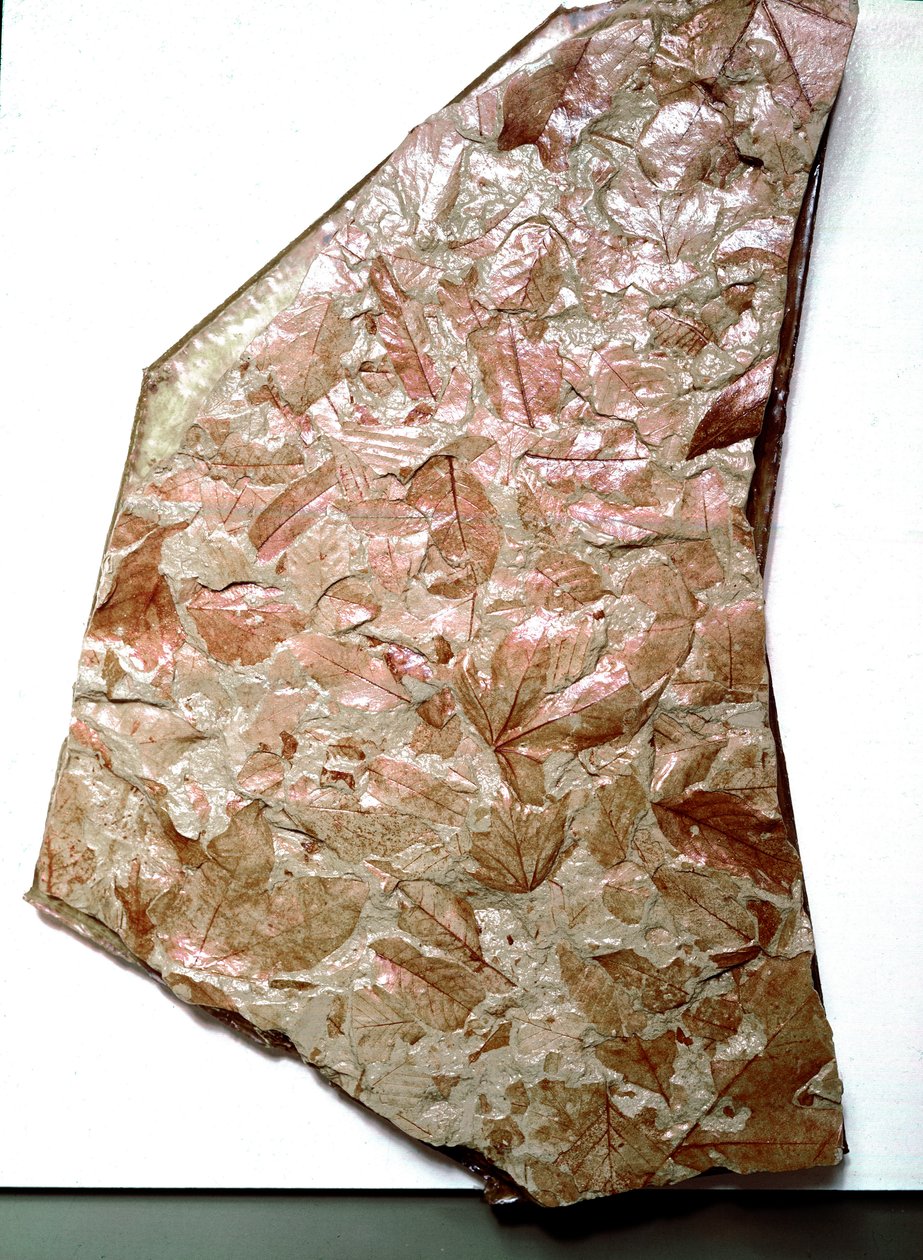 Pravěk: zkamenělé listy z Piemontu (Itálie). Období nižších čtvrtohor. Museo Civilo di Storia naturale, Milán od Prehistoric Prehistoric