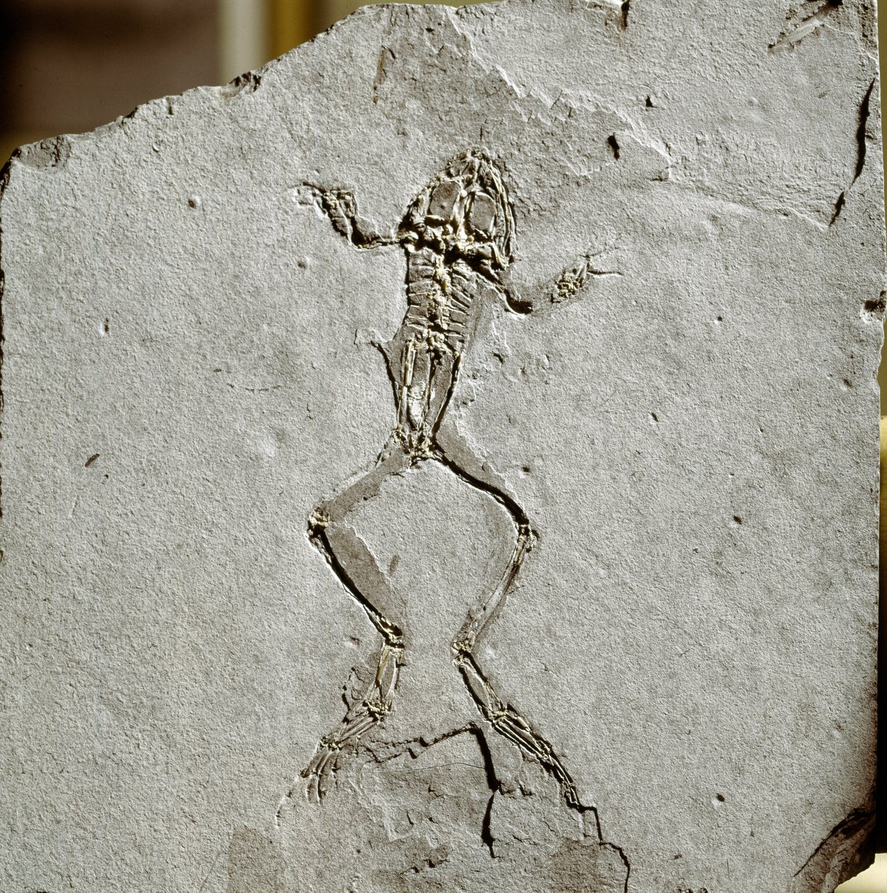 Prehistorie: žabí fosilie z lokality Pueyoi da Tervel ve Španělsku. Miocénní éra. Občanské muzeum přírodní historie, Milán od Prehistoric Prehistoric