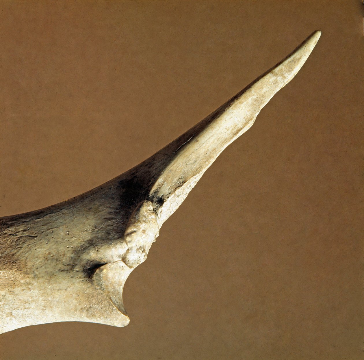 Prehistorie: nůž vyrobený z hovězí loketní kosti z Necropole of Arene Candide (Finale Liguria), Ligurie. Spodní neolit, Petrův věk. Genes, museo di archeologia ligure od Prehistoric Prehistoric
