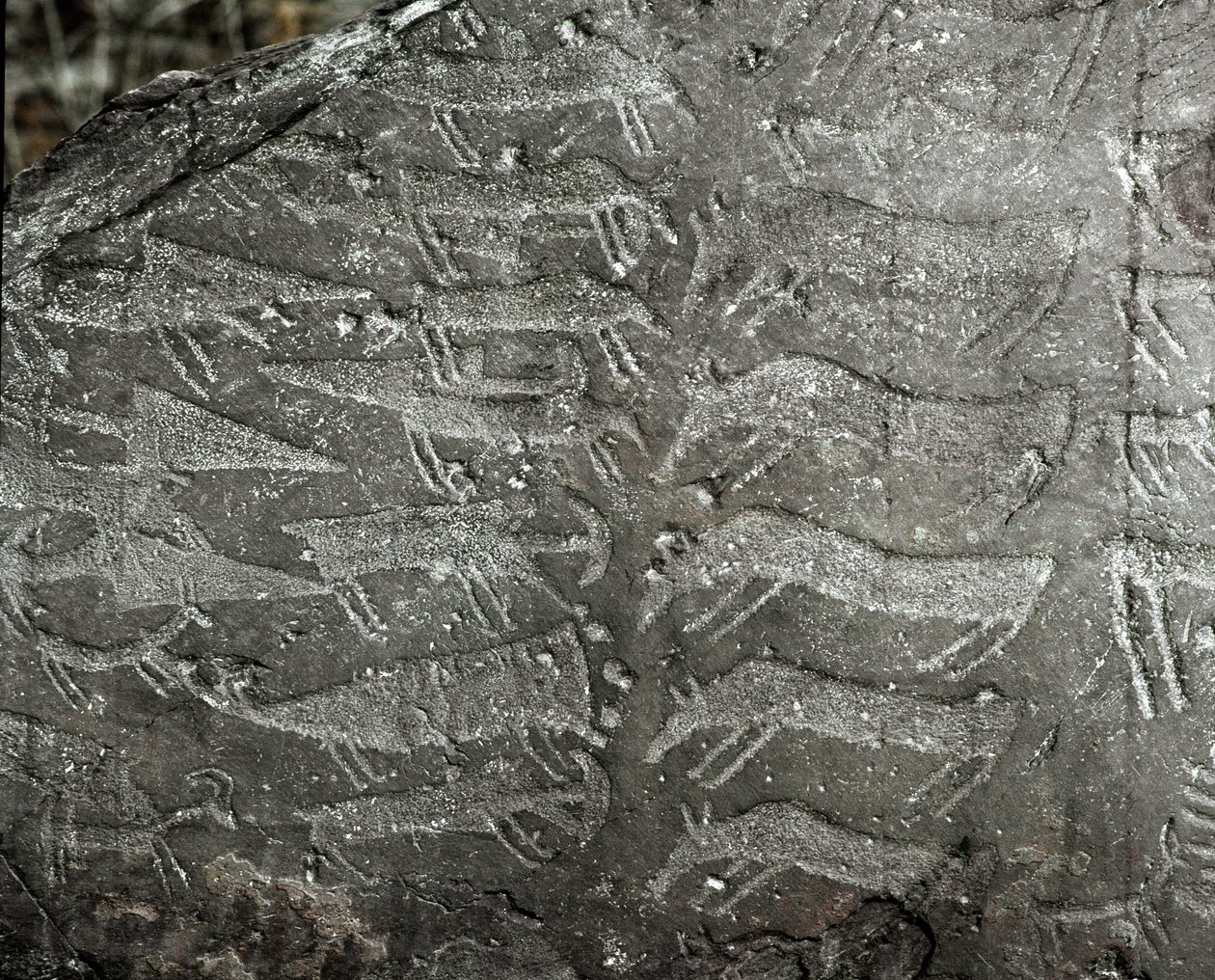 Pravěk, skalní umění: hrobová skála zobrazení dýk, volů. Doba měděná. Období eneolitu (chalkolit). Roche ne. 1. Cemmo (Brescia) Národní archeologický park Boulders of Cemmo, Itálie od Prehistoric Prehistoric