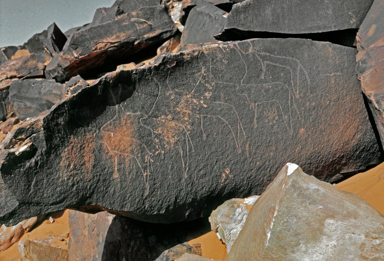 Pravěk, skalní umění: hrobová skála reprezentace dobytka. Styl Tazina. Doba kamenná 5000-2000 před naším letopočtem. Taghit, Haut plateau du Hoggar (Ahaggar), Alžírsko od Prehistoric Prehistoric