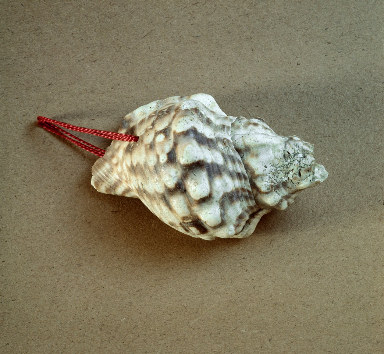 Prehistorie: proražená skořápka Triton nodifer, používaná jako píšťalka z Necropole of Arene Candide (Finale Liguria), Ligurie. Střední neolit, doba kamenná. Genes, museo di archeologia ligure od Prehistoric Prehistoric
