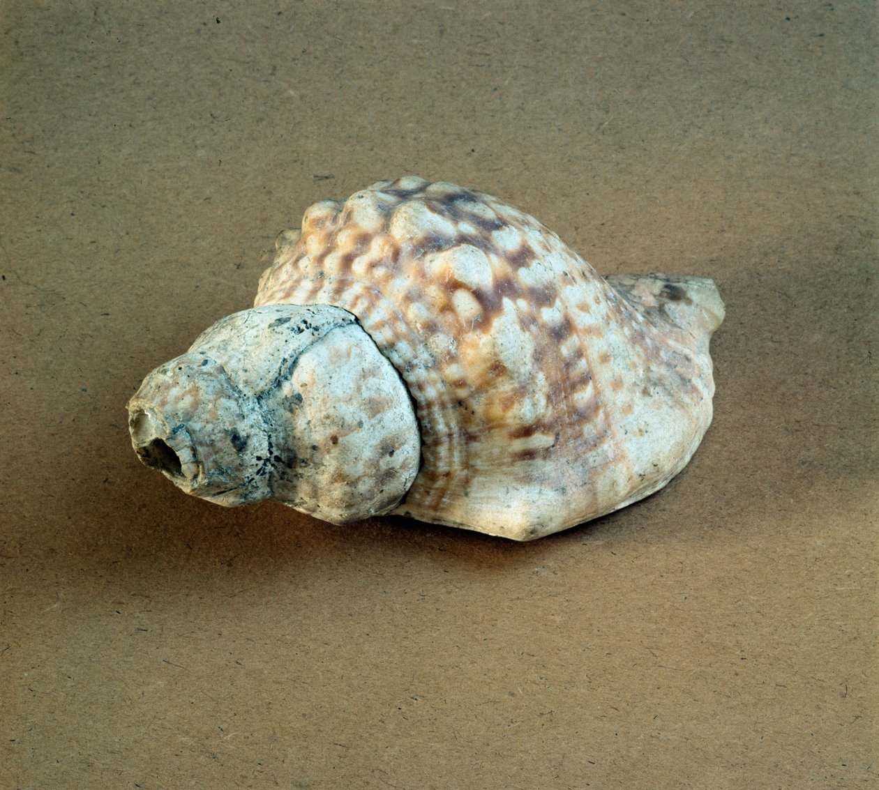 Prehistorie: proražená skořápka Triton nodifer, používaná jako píšťalka z Necropole of Arene Candide (Finale Liguria), Ligurie. Střední neolit, doba kamenná. Genes, museo di archeologia ligure od Prehistoric Prehistoric