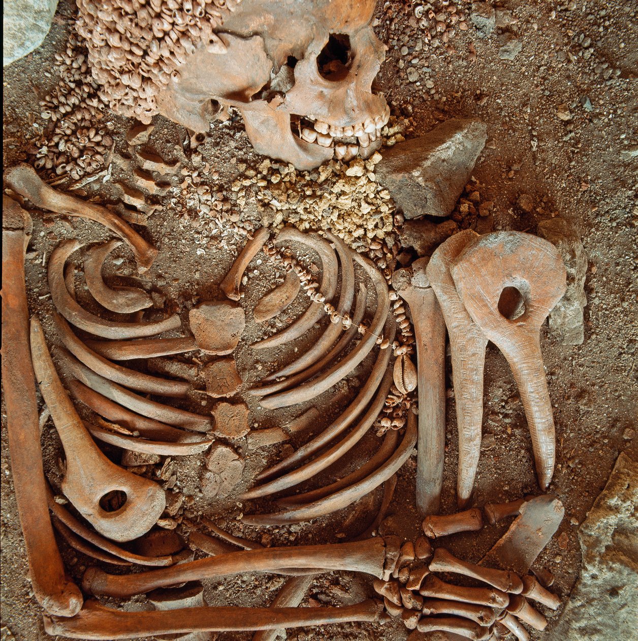 Prehistorie: kostra a pohřební úbor teenagerů o mladém princi z jeskyně Arene Candide (Finale Ligure): náhrdelník z mušlí, jeleního rohu a pazourku. Doba kamenná, svrchní paleolit. Genes, Museo di archeologia Ligure od Prehistoric Prehistoric