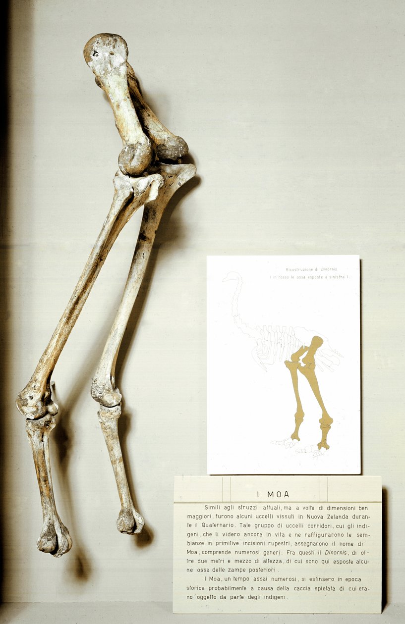 Prehistorie: kostra nohou Moa Dinornis, obřích fosilních ptáků z Nového Zélandu, kteří nelétají. Období křídy. Museo Civilo di Storia naturale, Milán od Prehistoric Prehistoric
