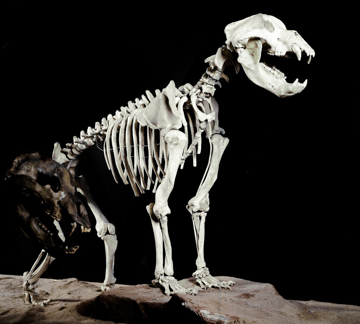 Pravěk: kostra jeskynního medvěda (Ursus spelaeus) od jeskyní banditů po Roaschia v Itálii. Období pleistocénu. Občanské muzeum přírodní historie, Milán od Prehistoric Prehistoric