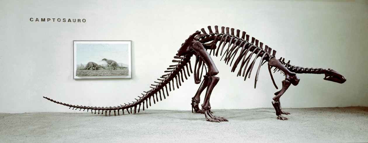 Pravěk: kostra dinosaura camptosaura (Camptosaurus Brown). Období vyšší jury. Museo Civilo di Storia naturale, Milán od Prehistoric Prehistoric