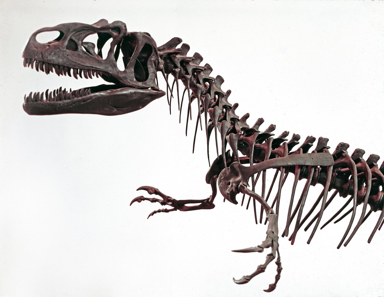 Pravěk: kostra dinosaura Allosaurus fragilis. Období svrchní jury. Občanské muzeum přírodní historie, Milán od Prehistoric Prehistoric