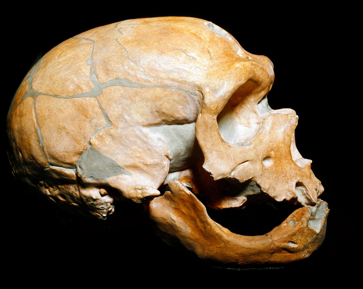 Pravěk: lebka Muže z kaple svatým (Chapelle aux Saints), muže neandrtálského (neandertálce nebo neandertálce: Homo sapiens), paleolit. Znovu se sešli v Correze v roce 1908. Museo Civico di Storia Naturale, Milán - Prehistorie: Lidská lebka z la od Prehistoric Prehistoric