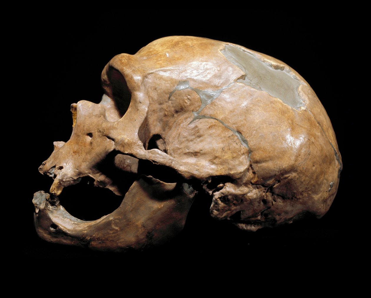 Pravěk: lebka Muže z kaple svatým (Chapelle aux Saints), muže neandrtálského (neandertálce nebo neandertálce: Homo sapiens), paleolit. Znovu se sešli v Correze v roce 1908. Museo Civico di Storia Naturale, Milán - Prehistorie: Lidská lebka z la od Prehistoric Prehistoric