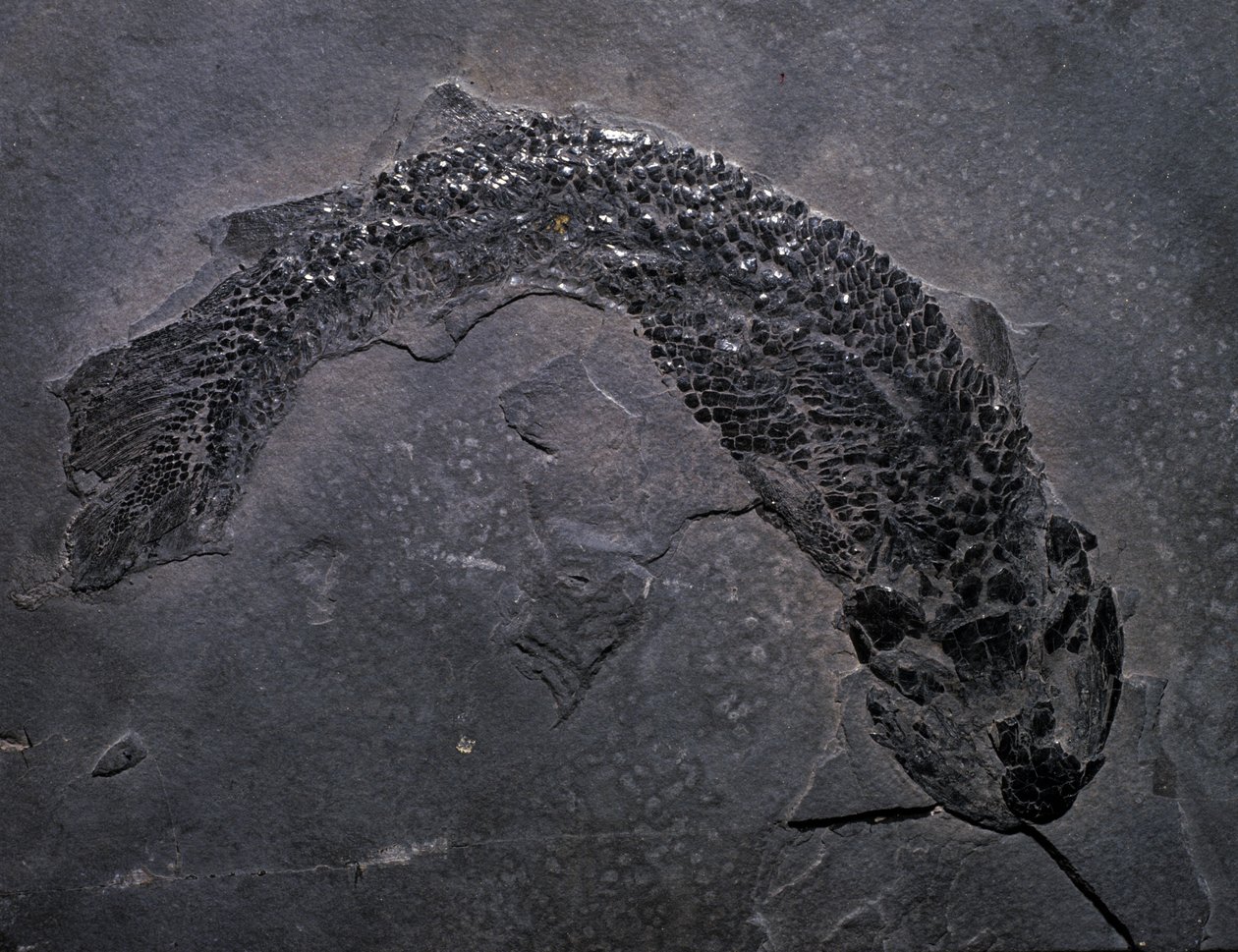 Pravěk: druh fosílie Gyroptichus, paleozoické období, období devonu. nalezený ve Skotsku. od Prehistoric Prehistoric