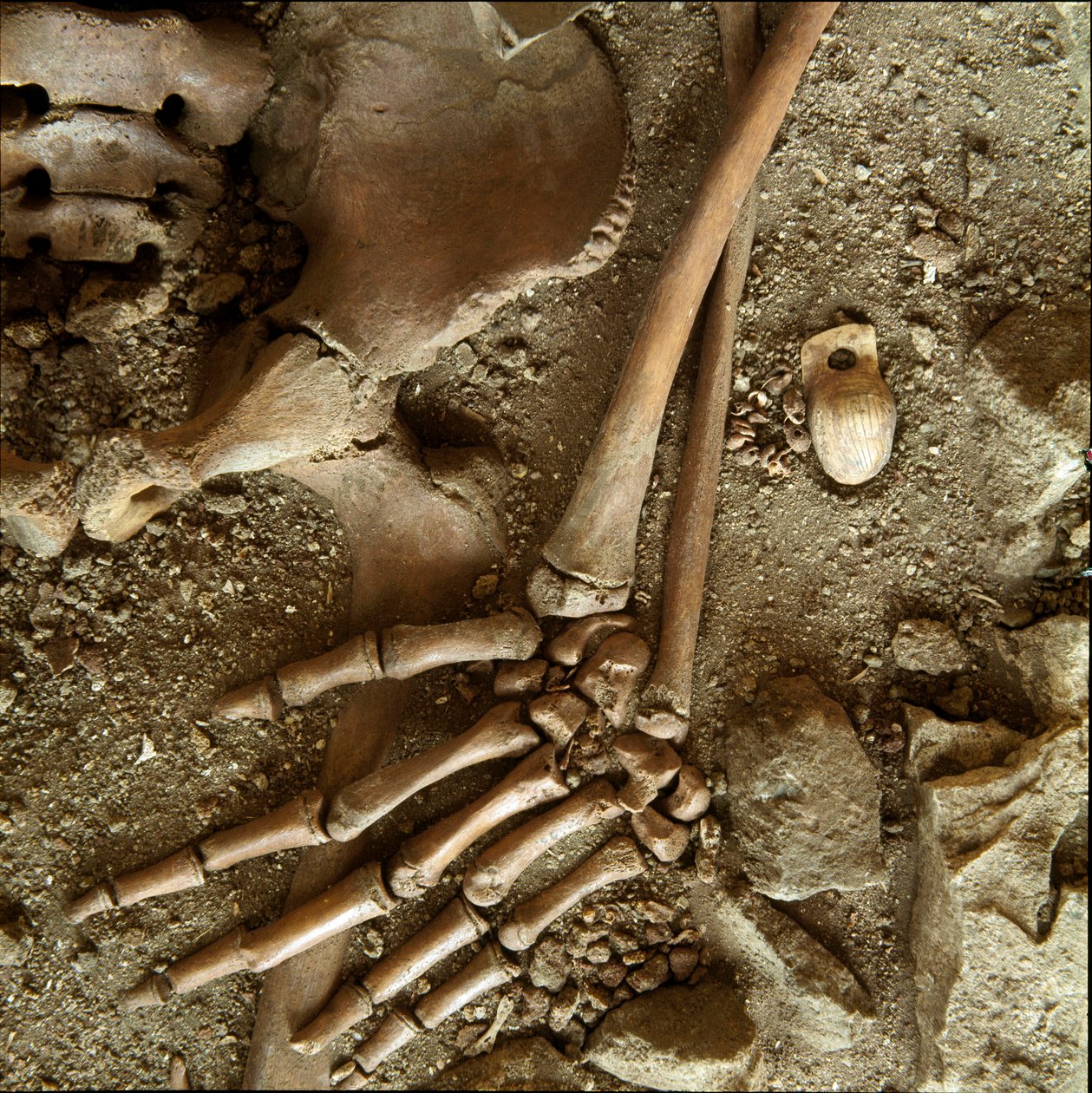 Prehistorie: hrob náctiletých. Detailní pohled na pohřební kalhoty z jeskyně Candid Arene (Finale Ligure), Ligurie. Horní paleolit, 24 000 před naším letopočtem. Genes, museo di archeologia ligure od Prehistoric Prehistoric