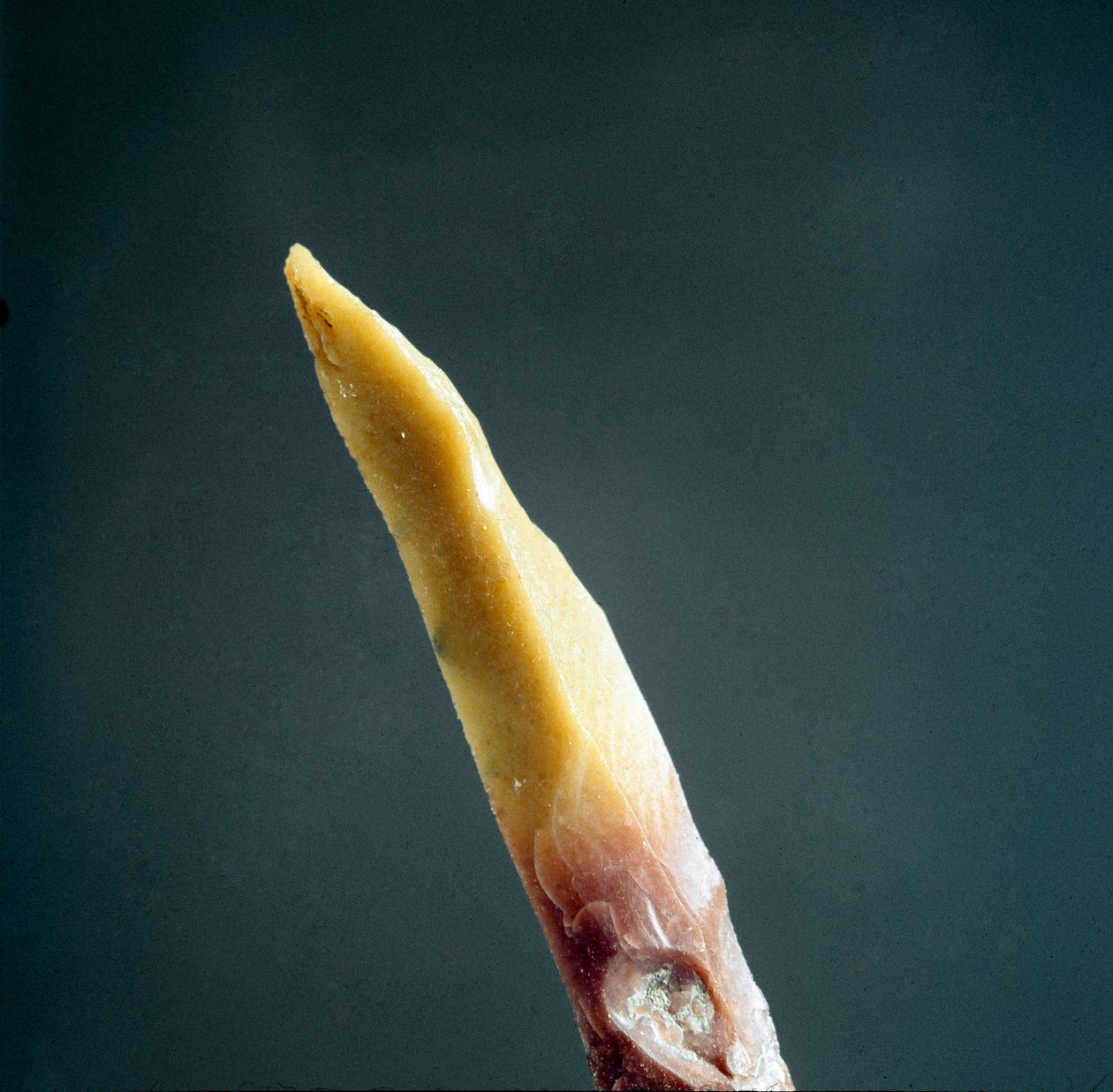 Pravěk: špice pazourku z nekropolu v Arene Candide (Finale Liguria), Ligurie. Vrchní paleolit, doba kamenná. Genes, museo di archeologia ligure od Prehistoric Prehistoric