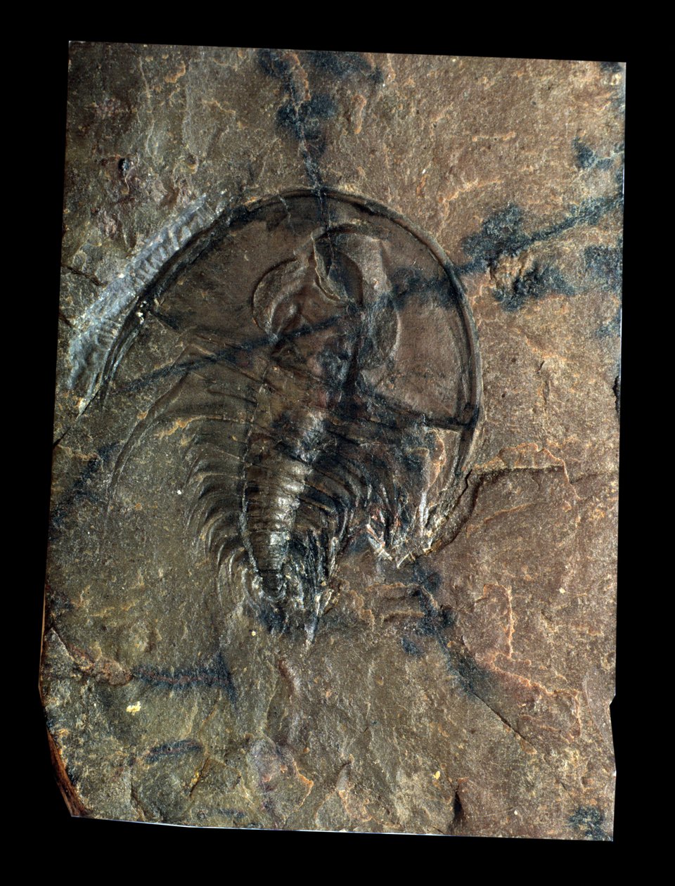 Pravěk: trilobit Olenellus fossil (členovec). Věk paleozoikum, období kambria. Najděte v Utahu, Spojené státy americké od Prehistoric Prehistoric