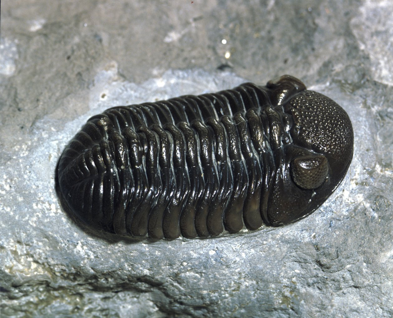 Pravěk: fosilie trilobita Phacops Rana (členovec). Věk paleozoikum, období devonu. Najděte v Ohiu, Spojené státy americké od Prehistoric Prehistoric