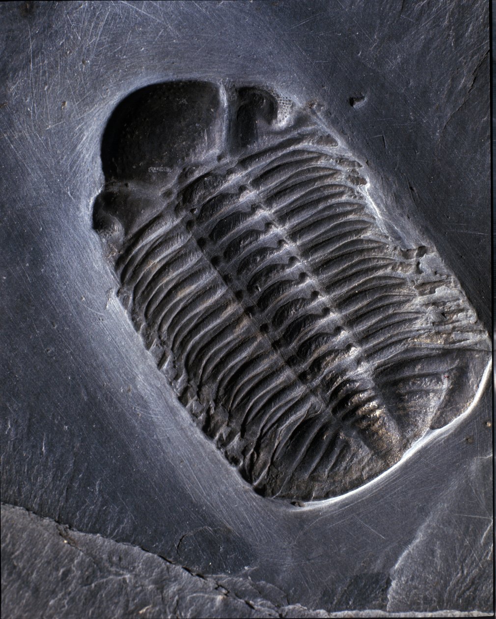 Pravěk: fosilie trilobita Phacops Rana (členovec). Věk paleozoikum, období devonu. Najděte v oblasti Bundenbach v Německu. od Prehistoric Prehistoric
