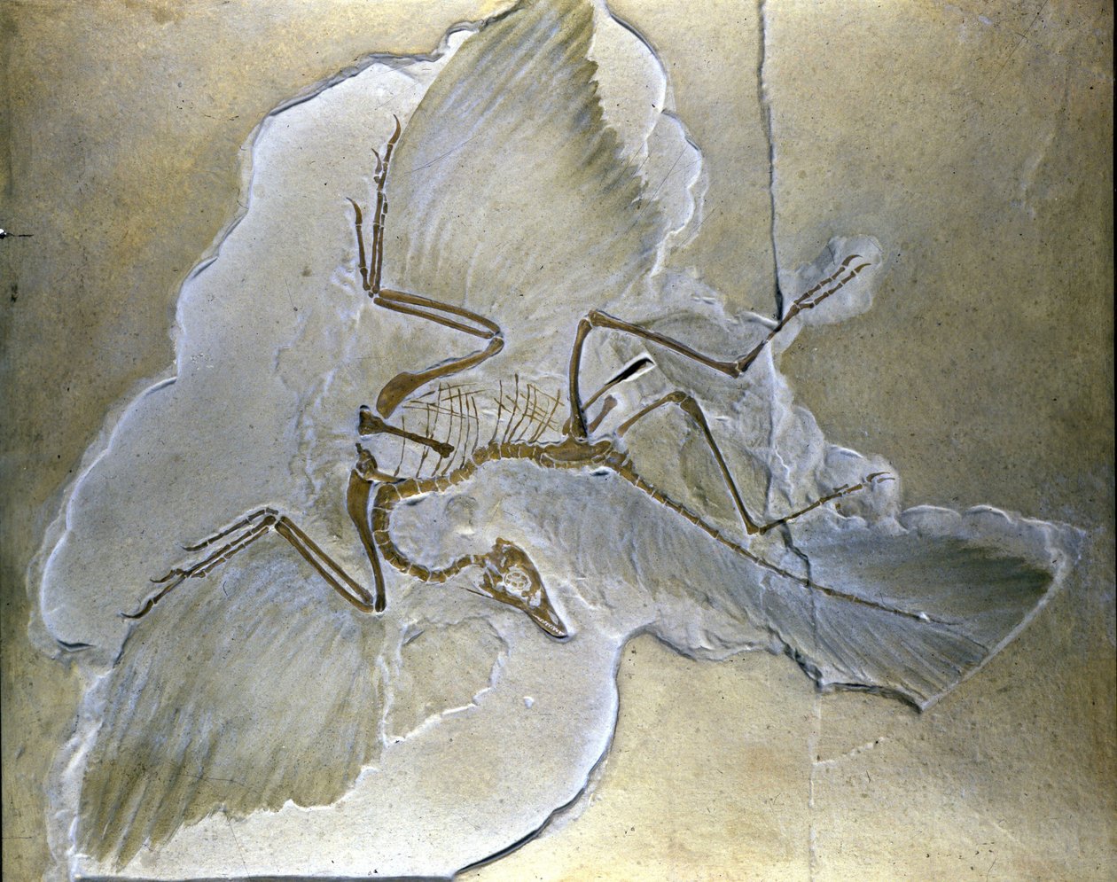 Primitivní ptáci se nazývali Archaeopteryx. Kompletní fosílie byly nalezeny v Bavorsku, ve svrchní juře břidlic. od Prehistoric Prehistoric