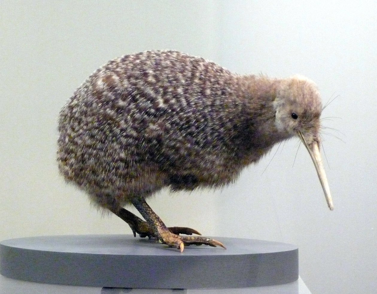 Ukázkový pták vycpaný kiwi (apterygides), neschopný létat. Auckland Museum, Nový Zéland od Prehistoric Prehistoric