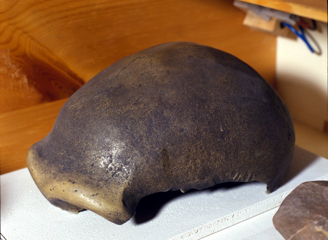 Lebka neandrtálského člověka, objevená v Německu v roce 1856. od Prehistoric Prehistoric