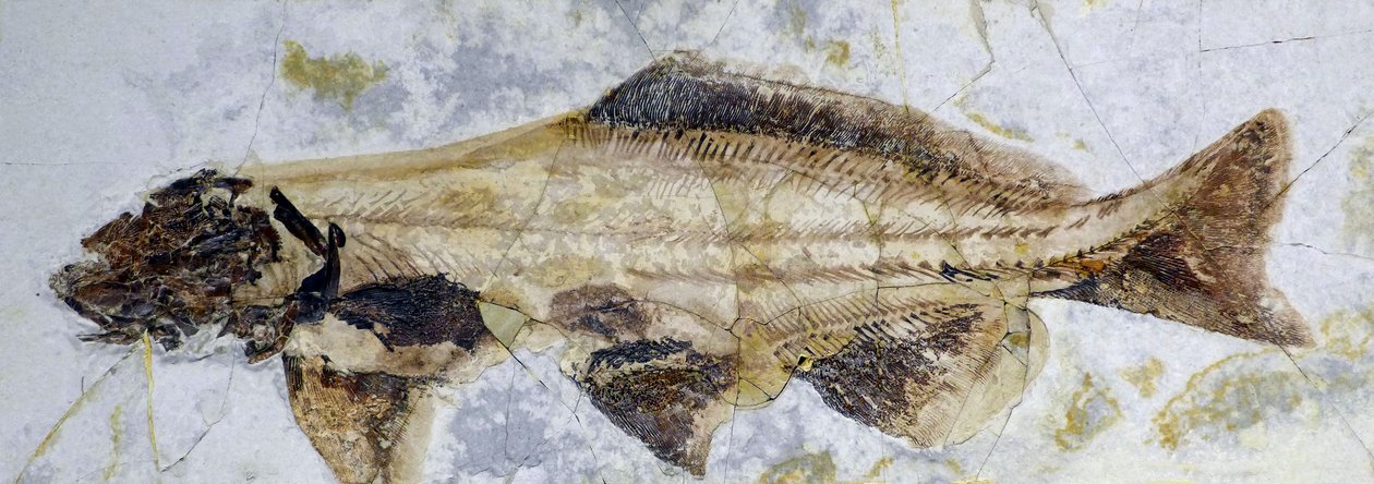 Fosilní stopa jesetera, spodní křída (objekt) od Prehistoric Prehistoric