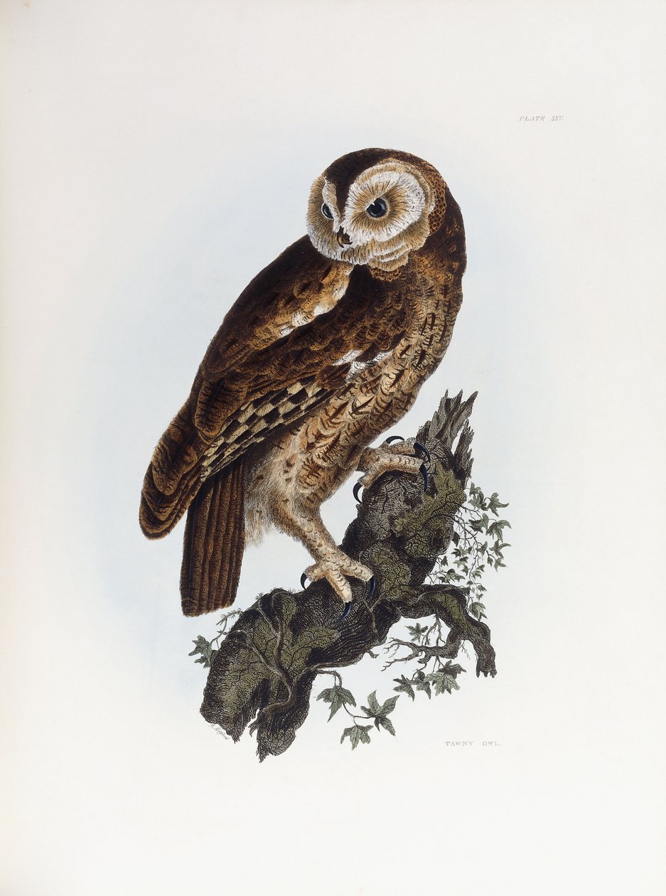 Sova sova, 1841 od Prideaux John Selby