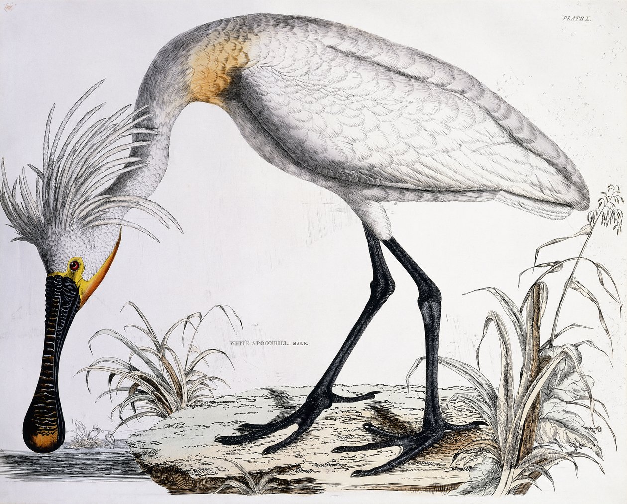 Bílá lžička, 1834 od Prideaux John Selby