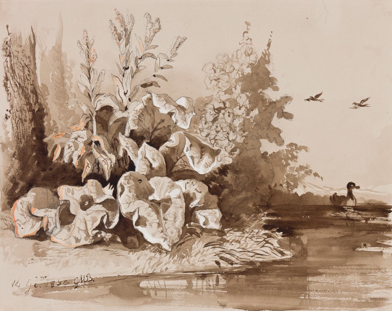 Studium rostlin u potoka s kachnami, s dodatky instruktora, 1856 (tužka, sépiové výplachy a kvaš na papíře) od Prince Gaetano Maria Federico di Borbone