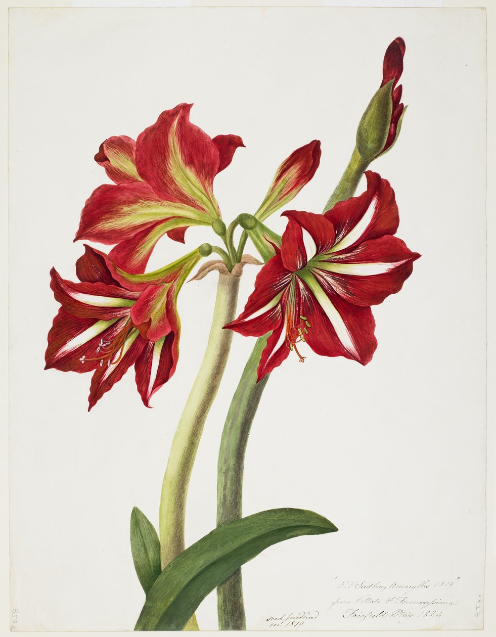 E.F. Seedling Amaryllus, květen 1824 od Priscilla Susan Bury