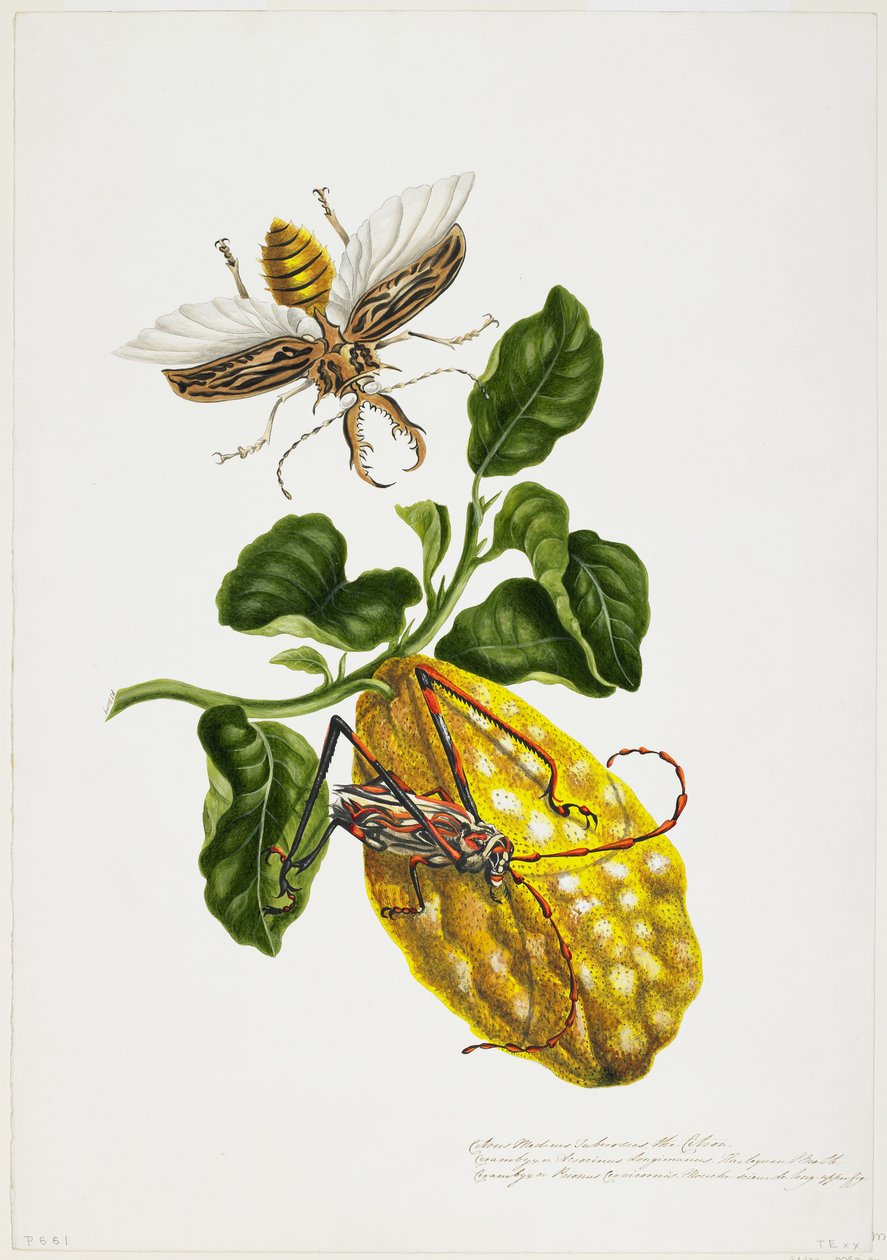 Citron a hmyz od Priscilla Susan Bury