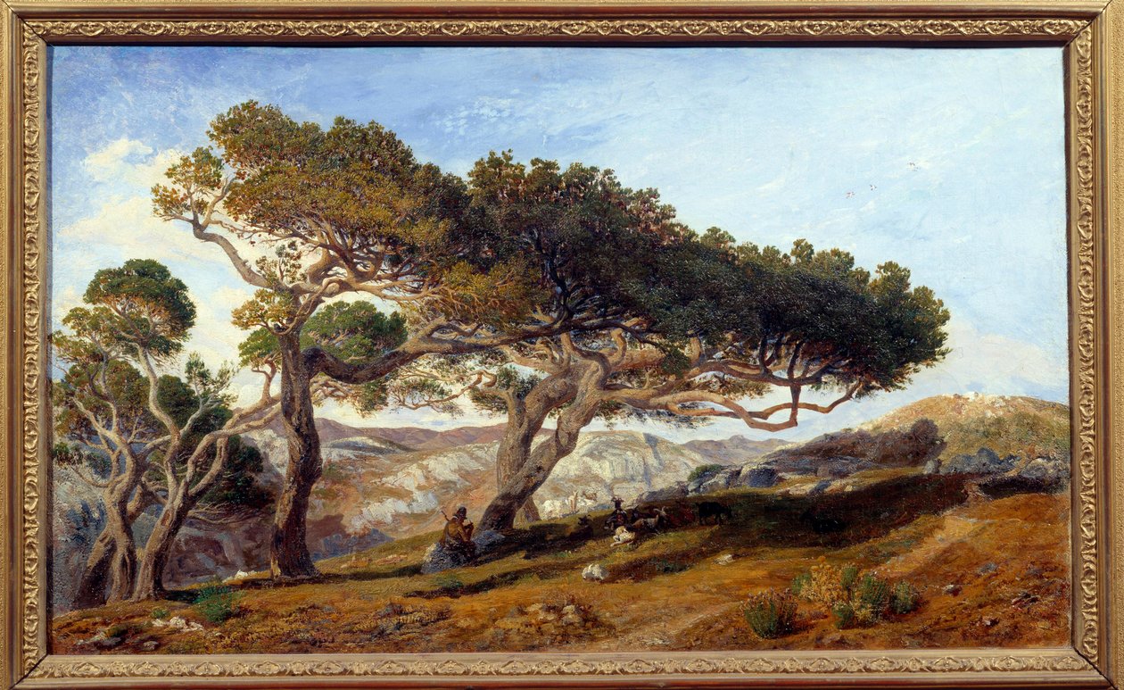 Borovice na venkově v krajině Aix en provence Maquis na jihu Francie. Obraz Prospera Josepha Gresyho (1804-1874) 19. století Aix en Provence, Musee Granet - Borovice v krajině kolem Aix-en-Provence. Krajina maquis v od Prosper Joseph Gresy