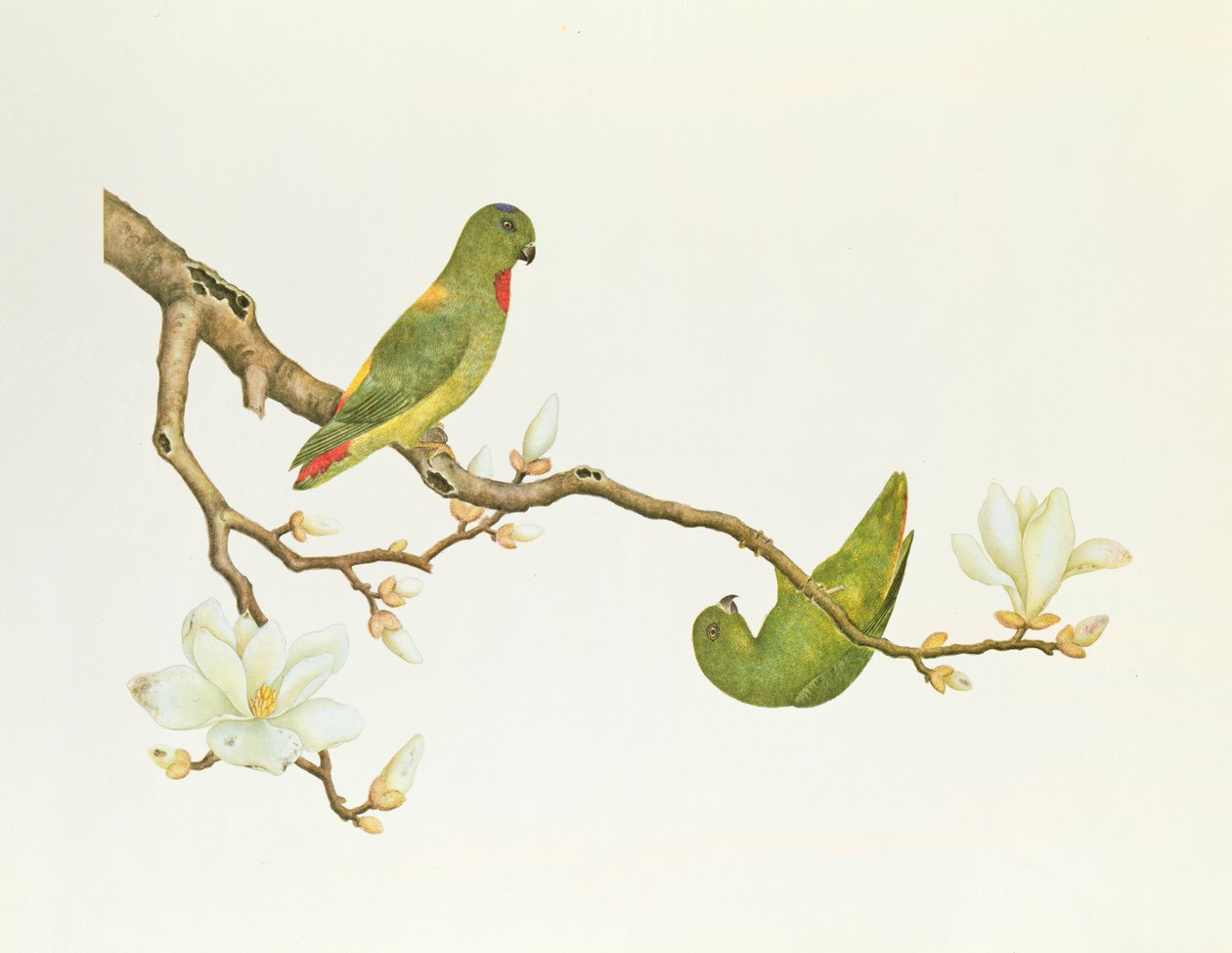 Andulka modrokorunovaná, visící na větvi magnólie, období Čchien-lung (1736-1796) (barva na papíře) od Qing Dynasty Chinese School