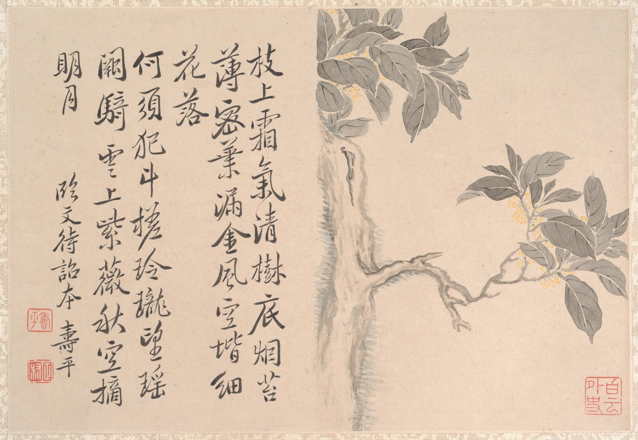 Cassia Tree (list alba; tuš a barva na papíře) od Qing Dynasty Chinese School