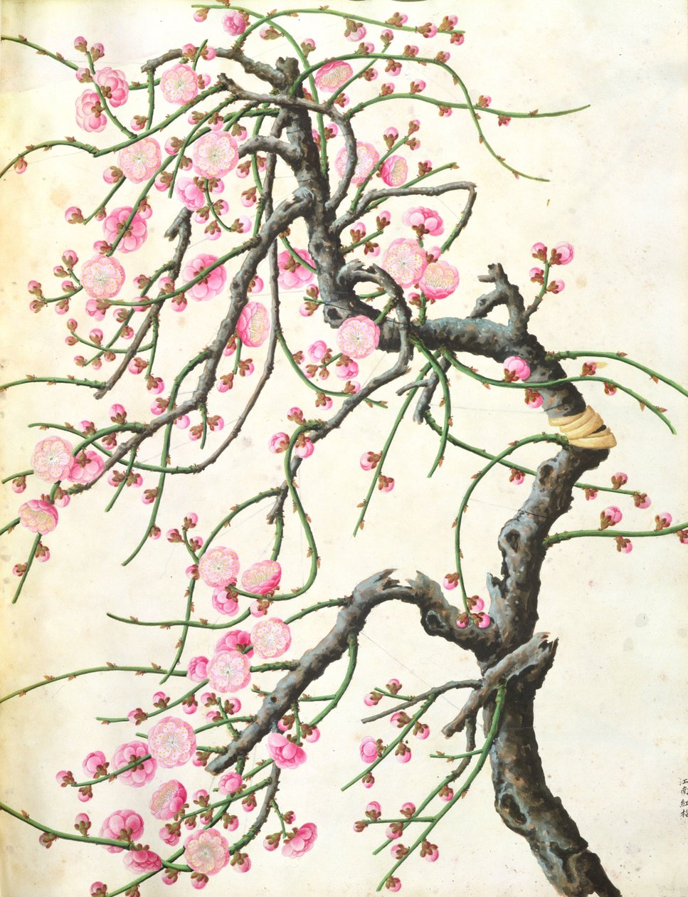 Broskvový květ (barva na papíře) od Qing Dynasty Chinese School