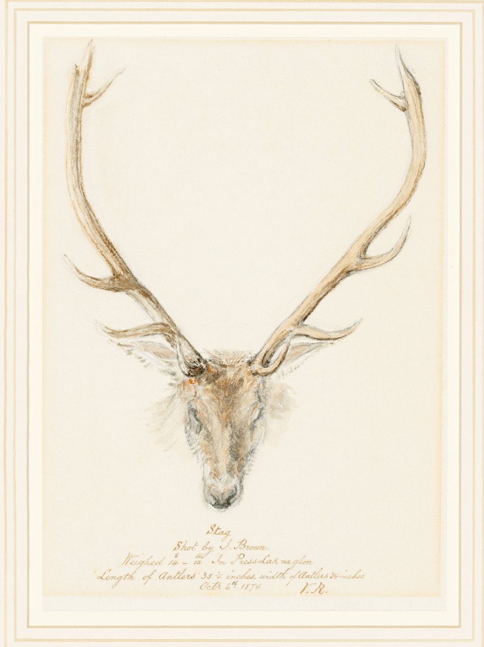 Jelen zastřelený Johnem Brownem, 1874 od Queen Victoria