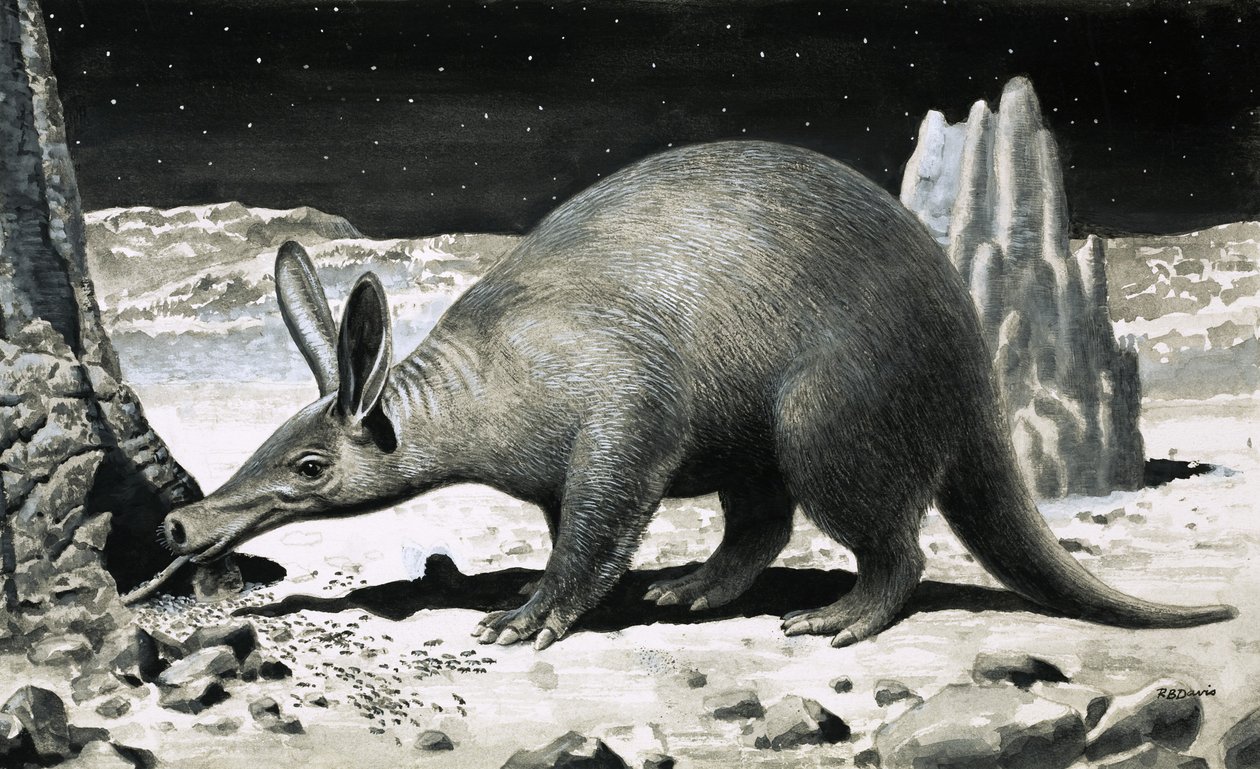 Aardvark od R.B. Davis