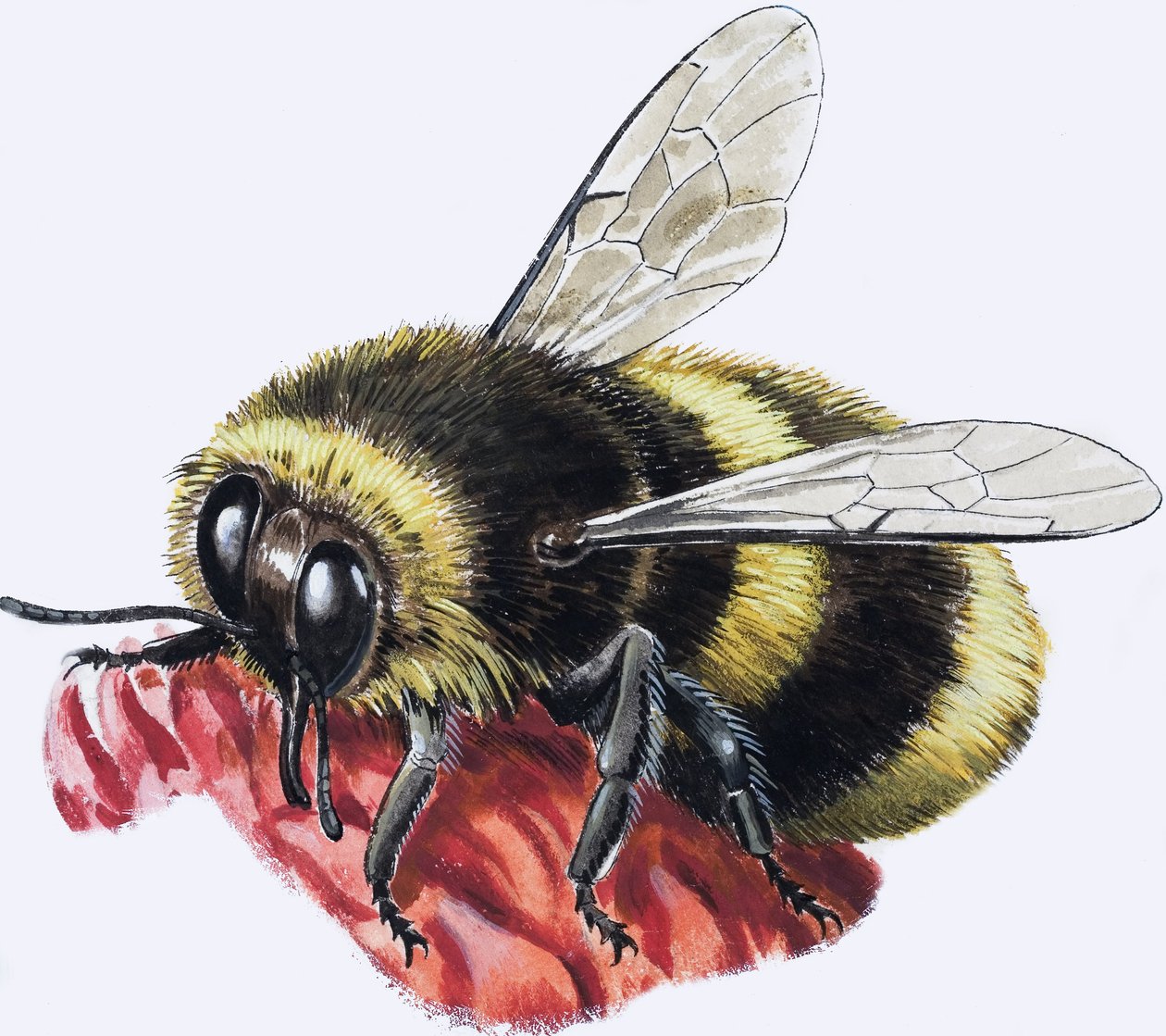 Včelí med (kvaš na papíře) od R.B. Davis