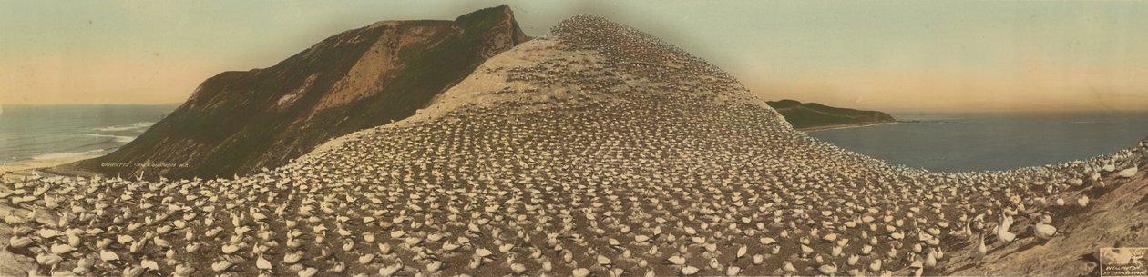Gannets, Cape Kidnappers, N.Z. od R. P. Moore