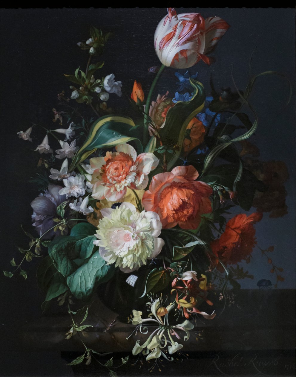 Květiny ve skleněné váze s tulipánem od Rachel Ruysch